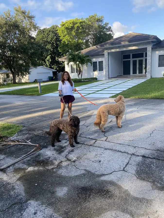 Two doodles out for a walk in front of the house