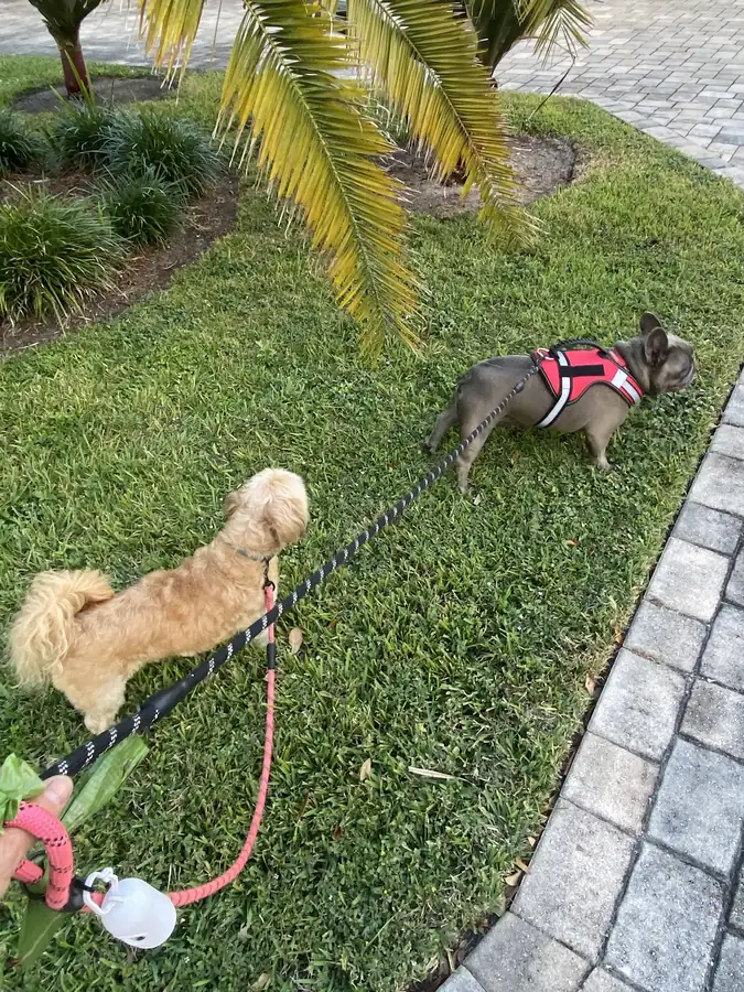 Two small dogs on leashes exploring the grass